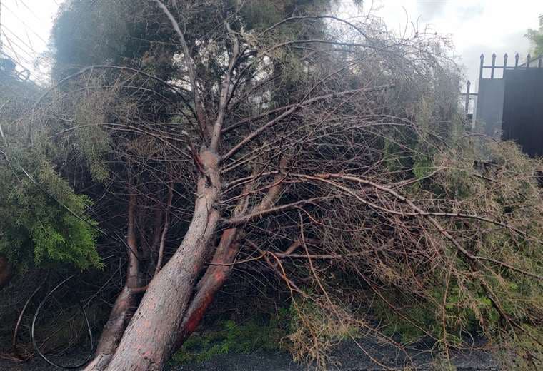 Fuertes vientos provocan caída de árbol en El Carmen de Guadalupe