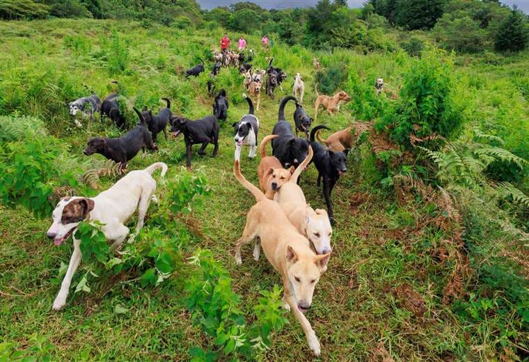 “Zaguatón” de medio año recolecta alimento para 1.800 perros de Territorio de Zaguates
