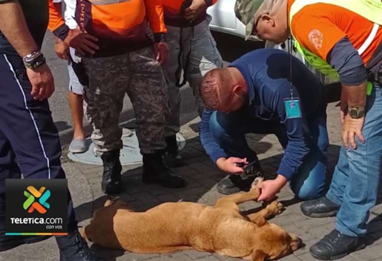 Más de 70 voluntarios rescatarán animales de la calle durante Romería 2024