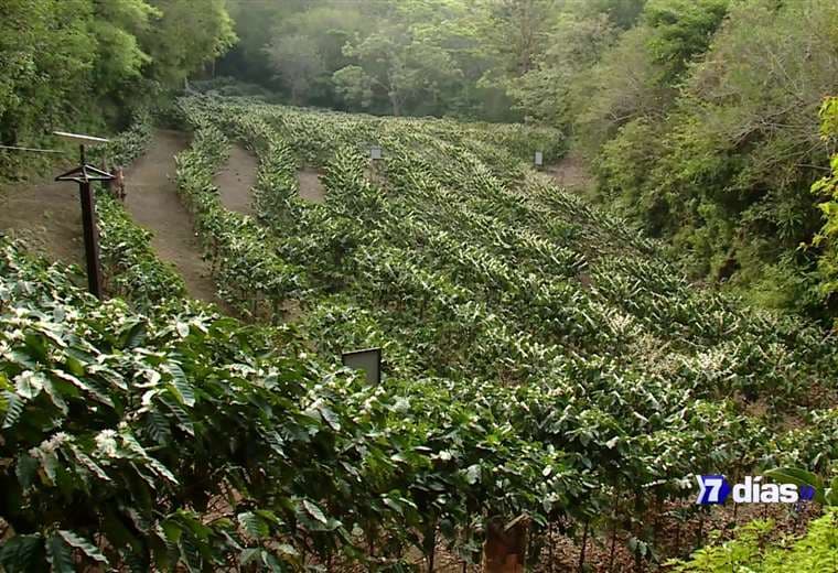 Un laberinto con olor a café