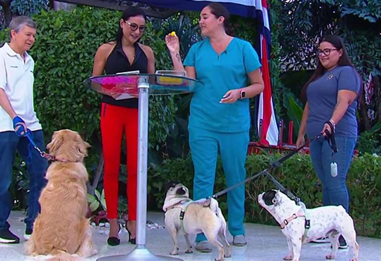 Tres 'snacks' saludables y baratos para los perros de la casa