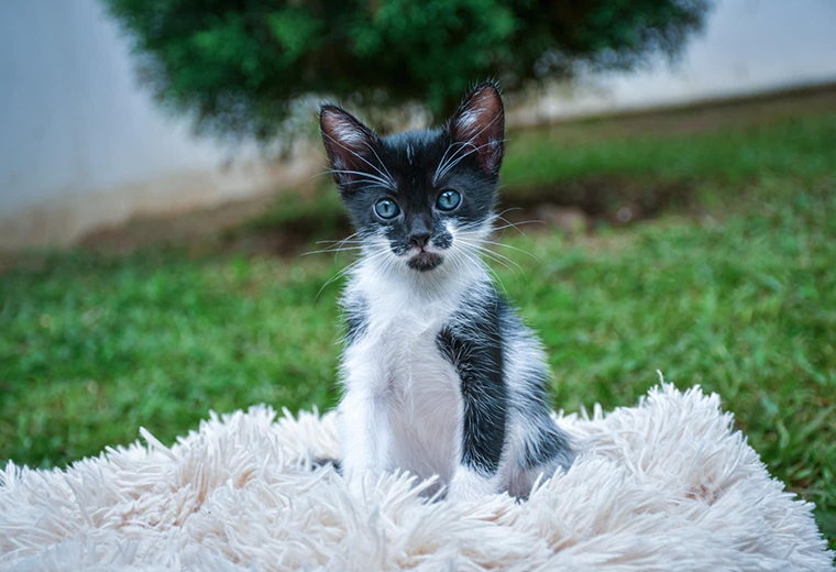 Adopte a un amigo fiel: ‘Abel’