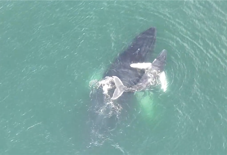 Ballenas en Jacó y Punta Leona: un espectáculo natural en la costa