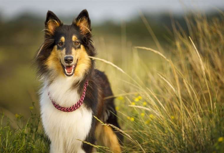 ¿Cómo detectar la rabia? Preste atención a estas señales para cuidar a su perro o gato