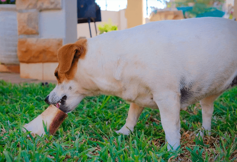 ¿Carne cruda para perros y gatos? Esto dicen los expertos