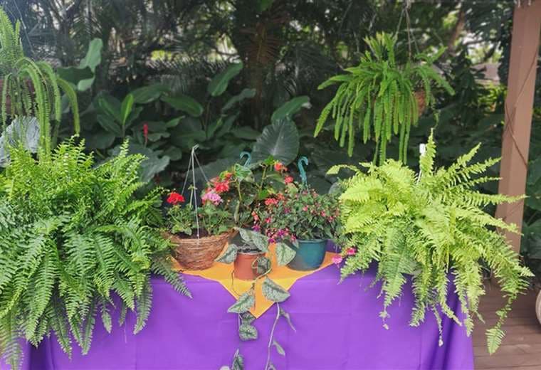 Plantas colgantes: belleza natural que transforma sus espacios