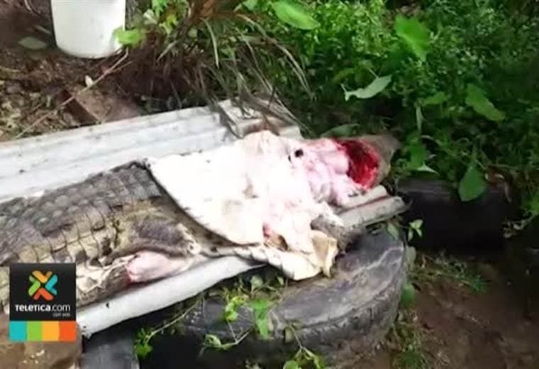 Un cocodrilo fue encontrado destazado en Palmar Norte