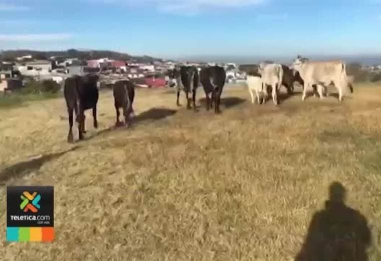 Vacas burlaron seguridad del aeropuerto Tobías Bolaños y paralizaron tráfico aéreo por 8 minutos