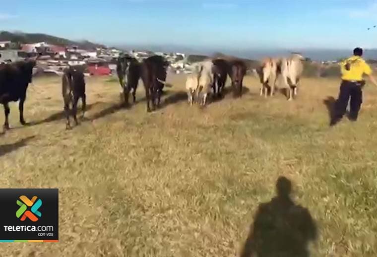 Vacas burlaron seguridad del aeropuerto Tobías Bolaños y paralizaron tráfico aéreo por 8 minutos 