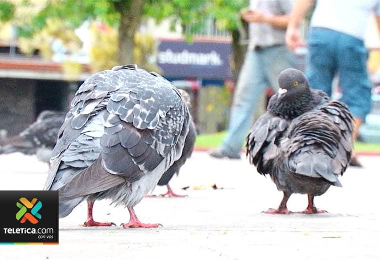 Autoridades darán alimento anticonceptivo a palomas para evitar sobrepoblación en Guadalupe