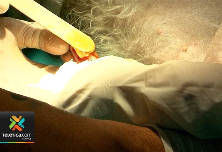 Veterinarios costarricenses usan miel de abeja para cicatrizar heridas graves