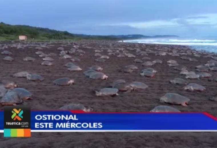 Arribada de tortugas en Ostional evidencia problemas como la pesca ilegal y la contaminación