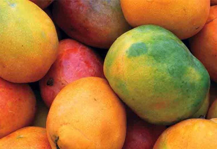 Conozca los beneficios de la cáscara y hojas del mango 