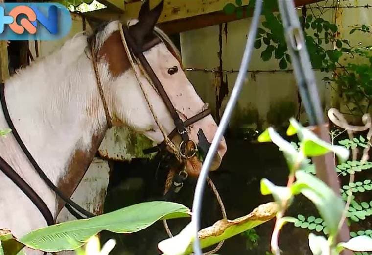Doña Lande vive en San Jerónimo de Esparza, justo donde tiene una casita que guarda objetos que juntos pueden superar los 500 años. Ella ama la cultura y la Costa Rica de antes, por eso decidió convertir su hogar en un museo del siglo pasado. ¿Nos acompaña a esta hermosa casa?