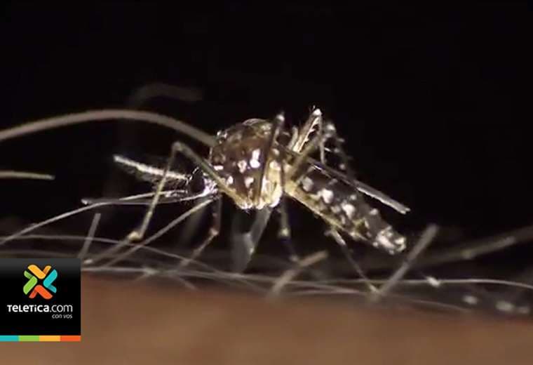 Casos de dengue tienen en jaque a todo el continente americano