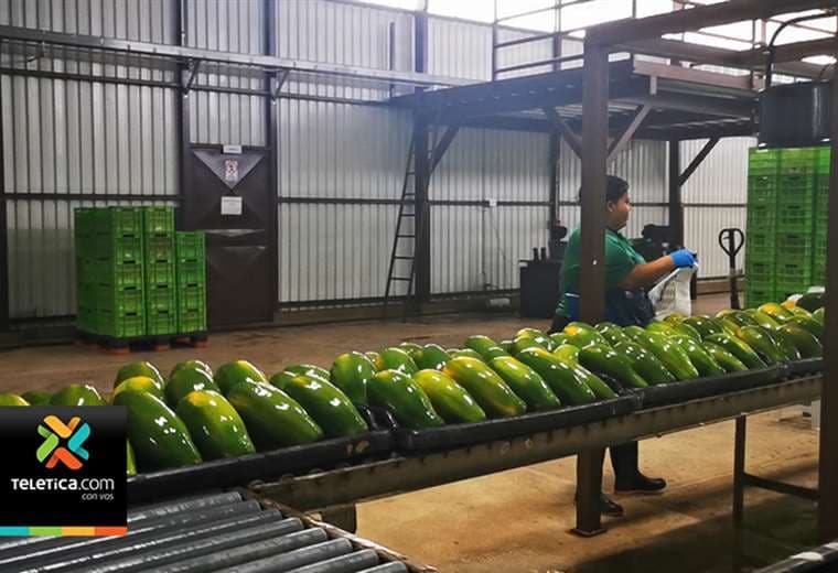 Con nueva planta empacadora productores de papaya volverán a exportar a España y Canadá