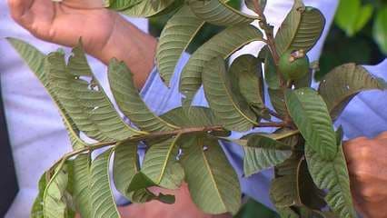Plantas que ayudan a perder peso