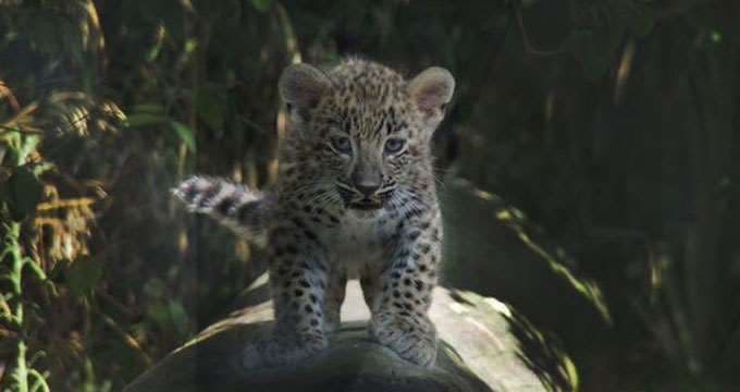 Bebé leopardo