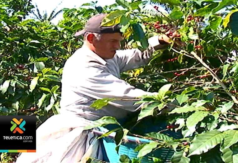 Convenio permitirá asegurar a los recolectores de café