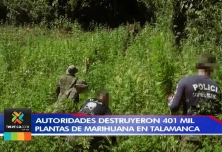 Autoridades destruyeron 401.000 plantas de marihuana en cerros de Talamanca