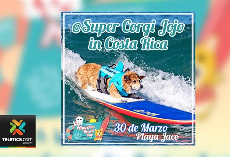Territorio de zaguates lo invita a la primera fiesta para perros en la playa