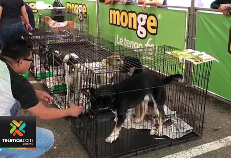 Perros y gatos encontraron un nuevo hogar este fin de semana