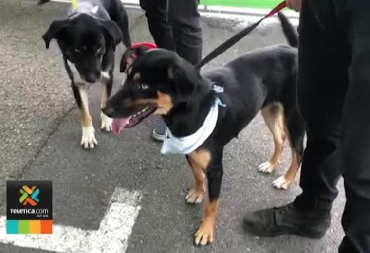 Perros y gatos encontraron un nuevo hogar este fin de semana