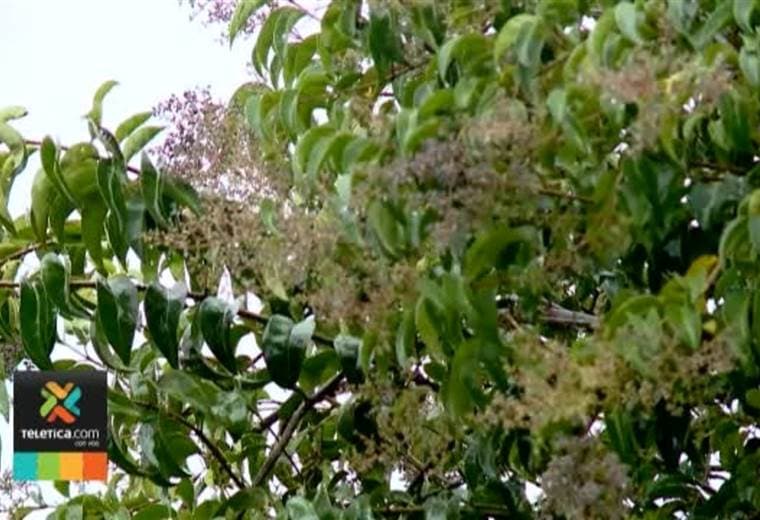 Más lluvias llegarán al Valle Central a partir de este miércoles