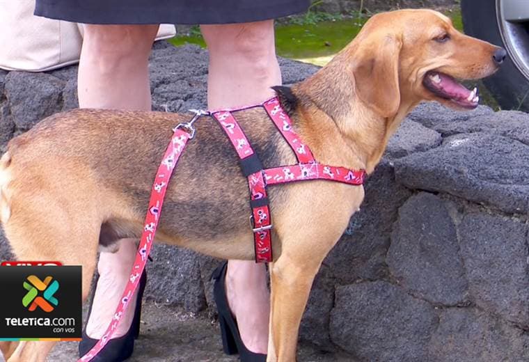 Suspenden juicio por maltrato de perro en Tribunales de Atenas por ausencia de principal testigo