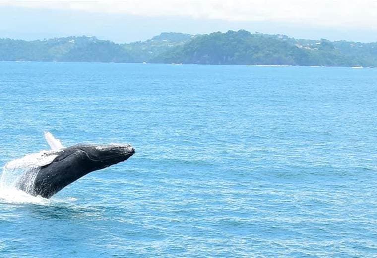 Fotografía cortesía de Planet Dolphin Catamarán Eco Adventures