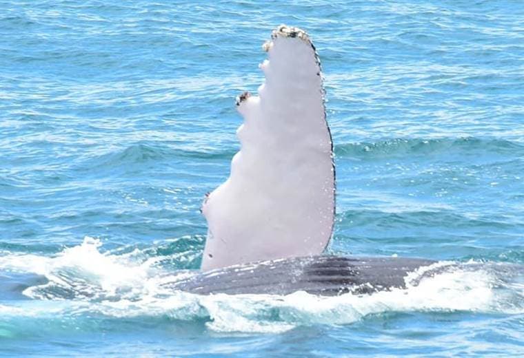 Fotografía cortesía de Planet Dolphin Catamarán Eco Adventures