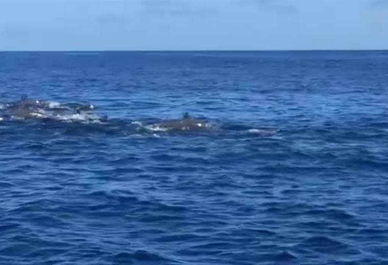 Avistamiento de ballenas Quepos. Eric Corrales Teletica.com