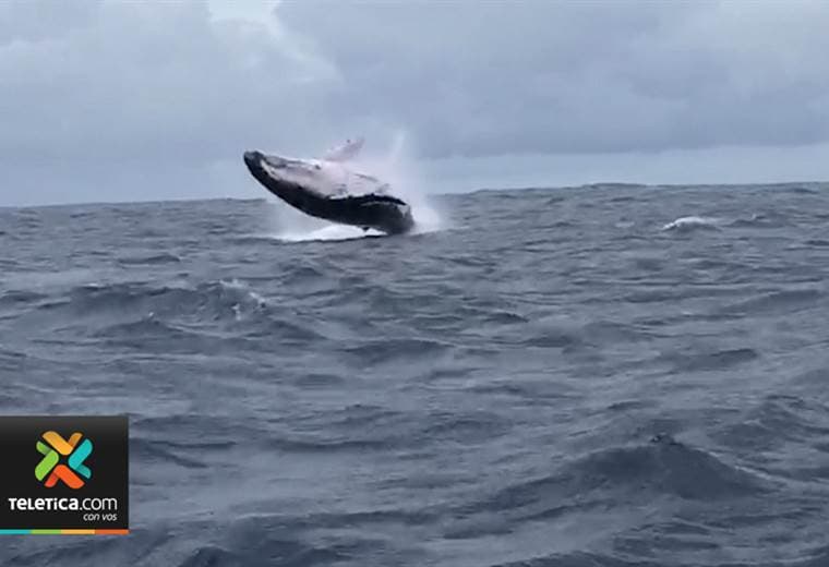 Comienza la temporada de avistamiento de ballenas en Quepos