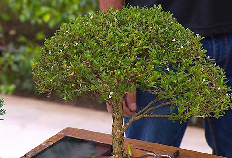 Cuidado y mantenimiento de bonsai