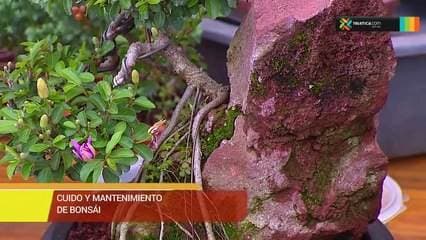 Cuidado y mantenimiento de bonsai