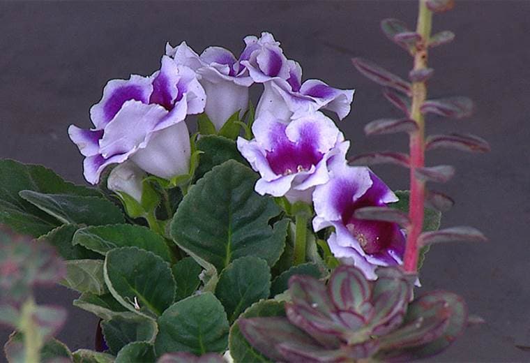 Conozca opciones de regalos vivos para el Día de la Madre