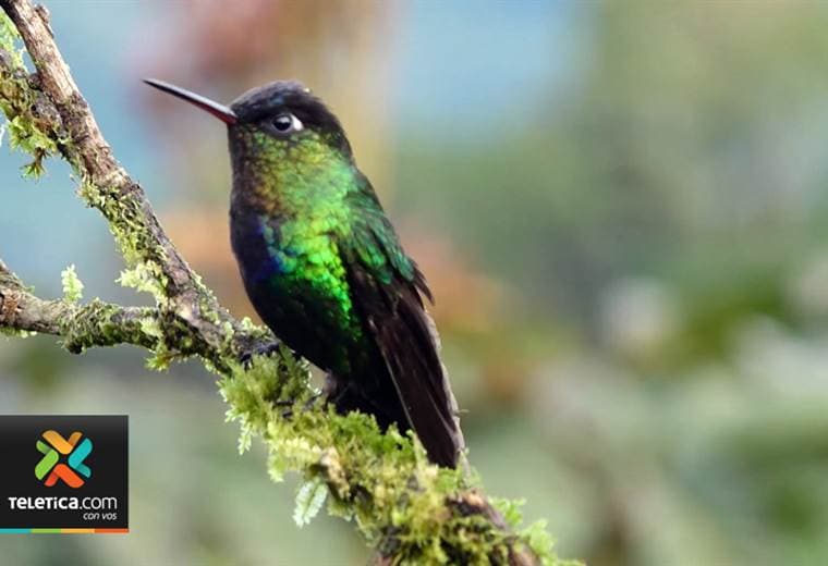 Costa Rica participa por primera vez en feria más importante de turismo sobre aves del Reino Unido