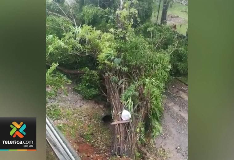 Vientos provocan daños en Naranjito de Quepos