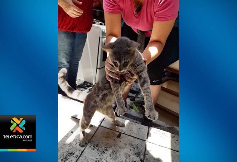 Senasa reportó la muerte de dos gatos durante incendio en Barrio Cuba