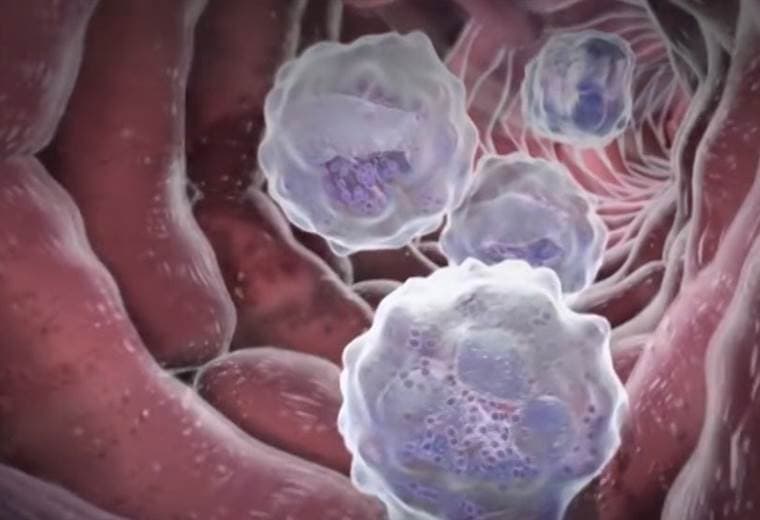 ¿Es bueno o malo tener más glóbulos blancos de la cuenta?