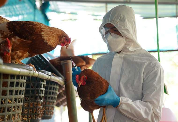 Transmisión de gripe aviar a humanos es una "gran preocupación", advierte OMS