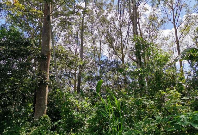 Frutos de árboles cercanos a vías de alto tránsito no son aptos para consumo, alerta TEC