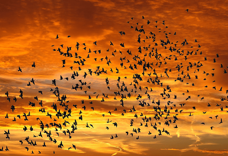 Crece el riesgo de que se extingan cientos de animales migratorios en el mundo