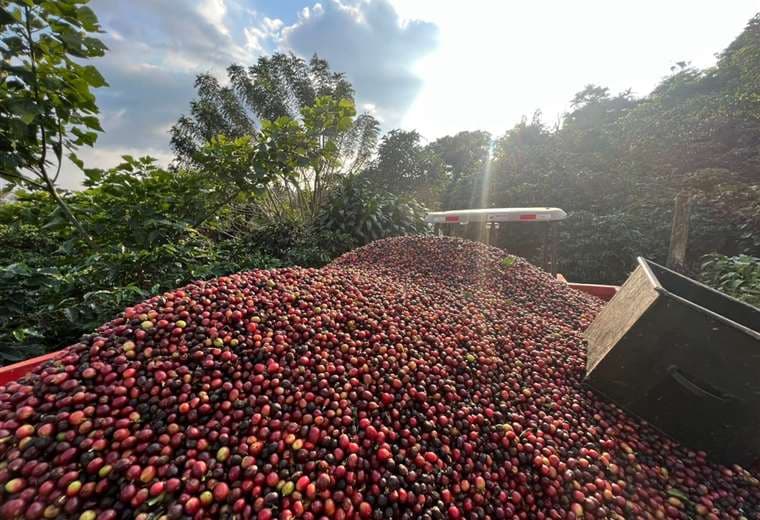 Proyecto de la UCR transforma restos de la cosecha de café en una valiosa fuente de energía 