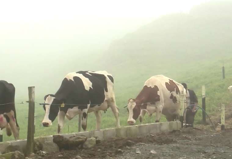 Nueva herramienta permitirá rastrear ganado en Costa Rica