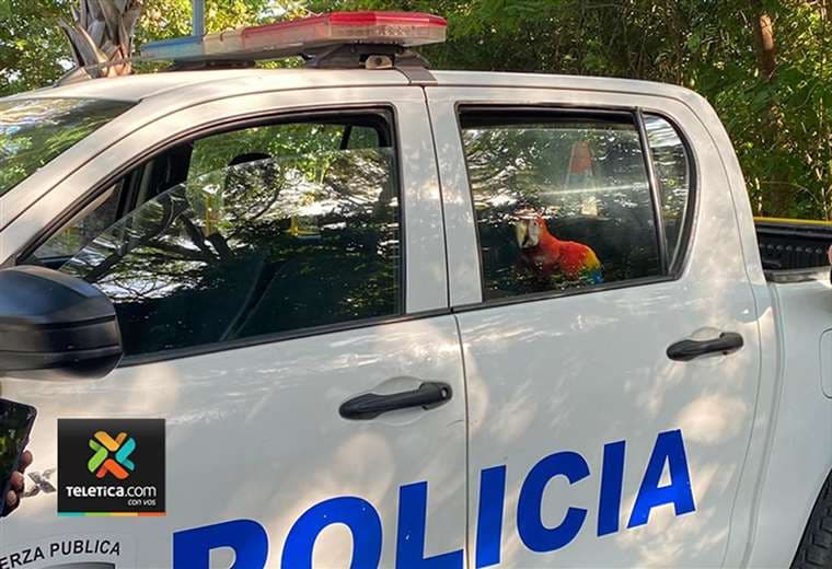 Sana, salva y en patrulla: así rescataron policías a una lapa en Puntarenas