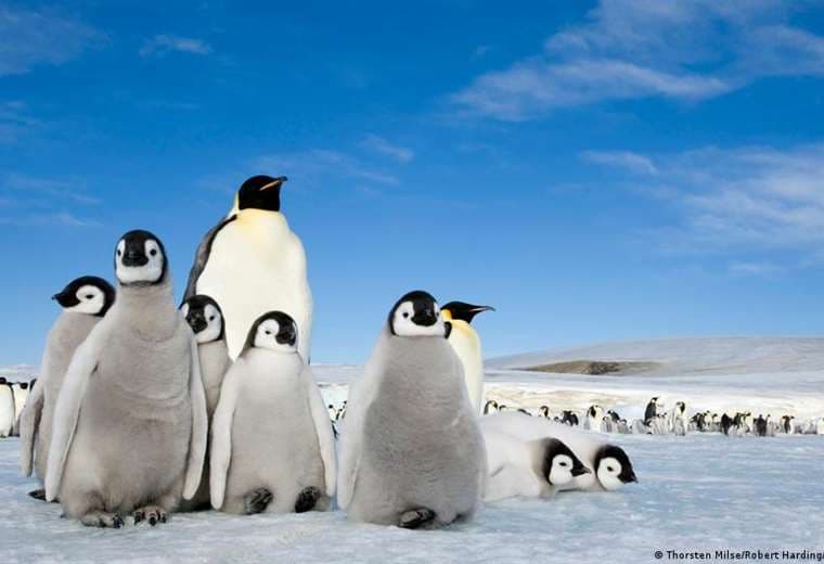 Muerte masiva de polluelos de pingüino en la Antártida inquieta a los científicos