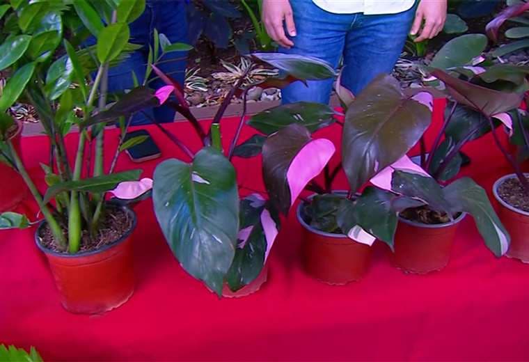 Las tres plantas de interior que dominarán las tendencias en 2025