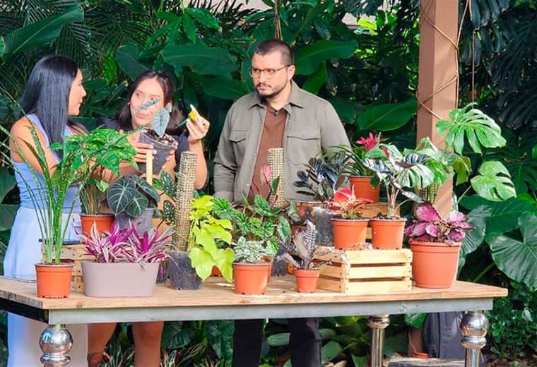 Plantas que parecen obras de arte: colores y cuidados para su hogar