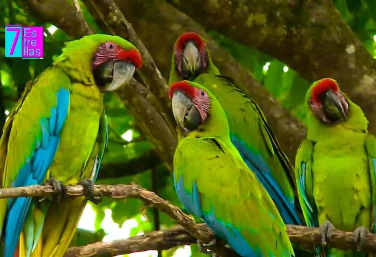 Puerto Viejo: refugio natural de la majestuosa lapa verde